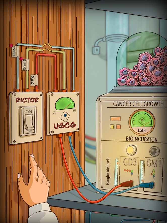 The illustration depicts the RICTOR–UGCG axis as a control circuit that rewires cancer cell metabolism. Activated RICTOR disrupts epigenetic regulators to boost UGCG-driven GD3 ganglioside production, which in turn hyperactivates EGFR signalling. Together, this metabolic–epigenetic circuitry fuels sustained cancer cell proliferation