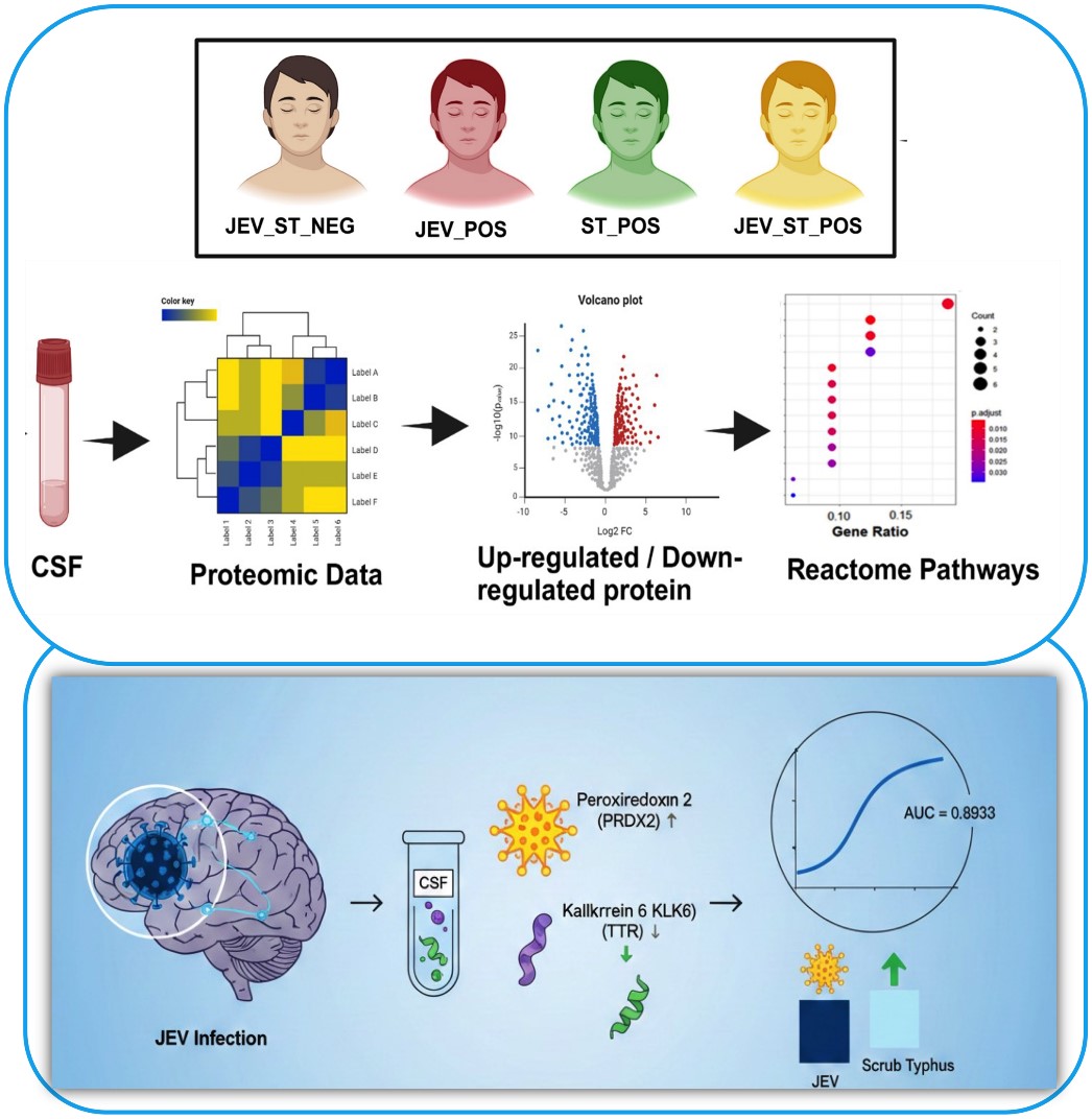 Schematic illustration of pancreatic cancer showing a regulatory loop driven by epigenetics. Epigenetics-driven differential transcription upregulates NFAT2, leading to transcriptional upregulation of the calcium channel Orai3 at the plasma membrane, while March8 promotes lysosomal degradation.