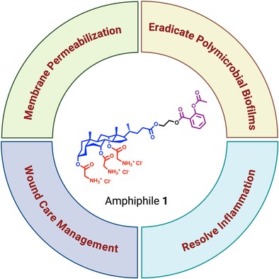 Circular schematic illustrating the multifunctional therapeutic roles of Amphiphile 1. The central structure shows the chemical structure of Amphiphile 1, surrounded by four labeled segments depicting its biological activities: membrane permeabilization, eradication of polymicrobial biofilms, resolution of inflammation, and wound care management.