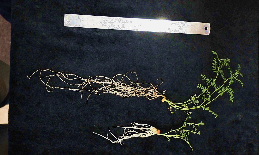 Photograph of two uprooted young plants placed on a dark background, shown with intact shoots and root systems for comparison.