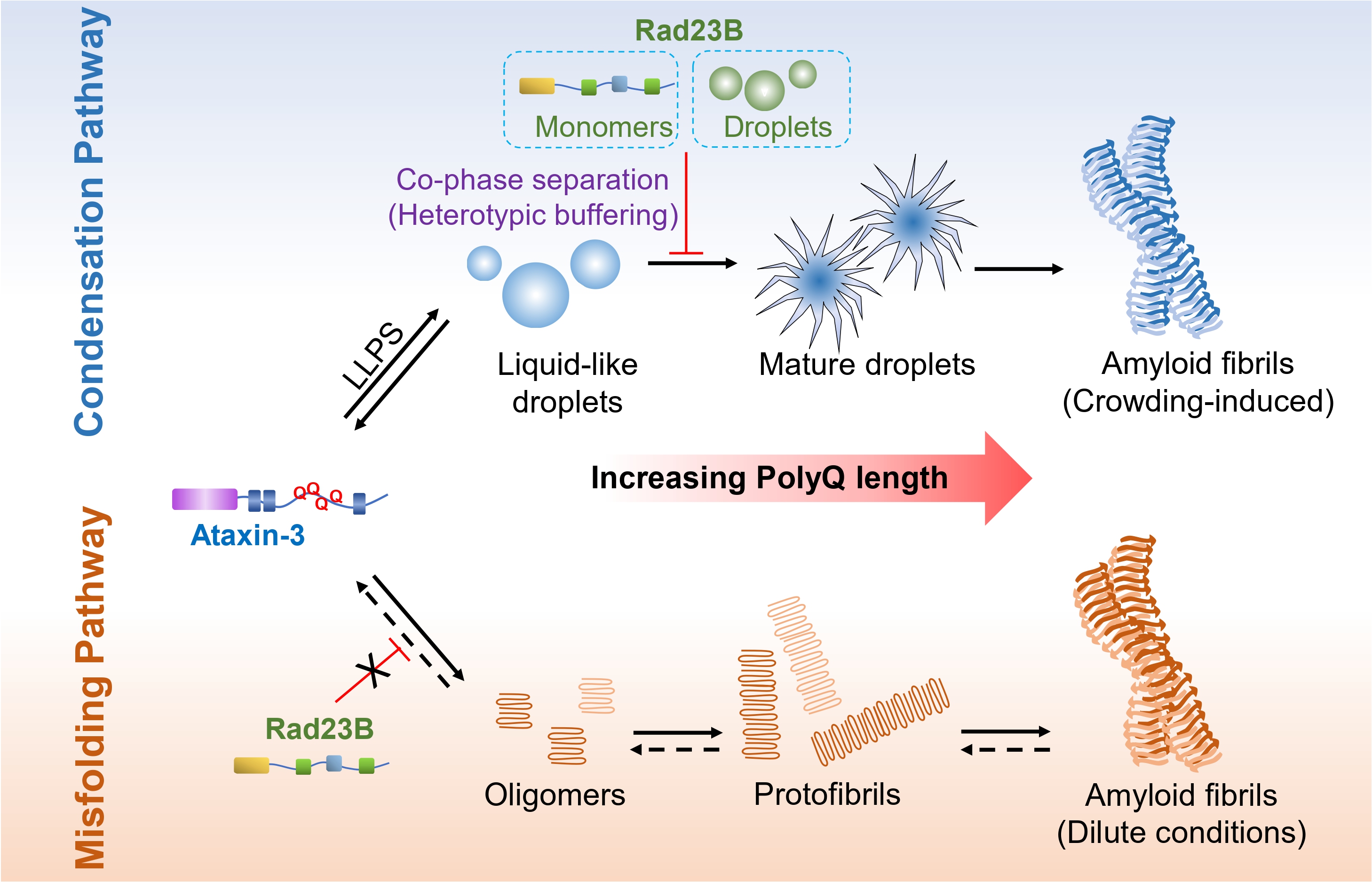 Schematic diagram illustrating two pathways of Ataxin-3 aggregation as PolyQ length increases.
