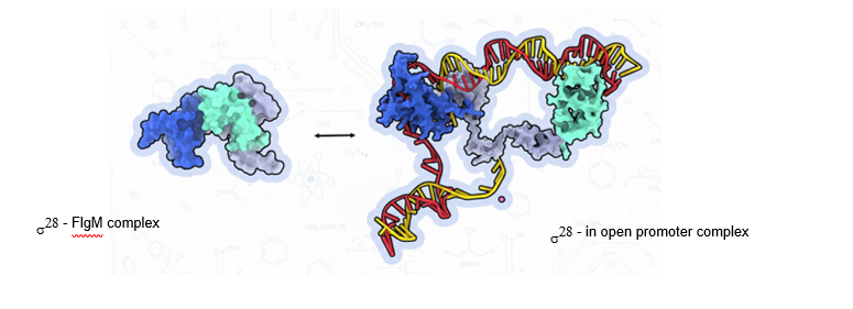 A scientific schematic illustrating the σ²⁸–FlgM complex and its transition to an open promoter complex. On the left, σ²⁸ is shown bound to the FlgM protein as a compact complex.